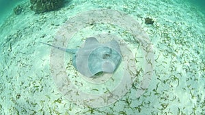 Roughtail stingray swimming in shallow water of Caribbean sea