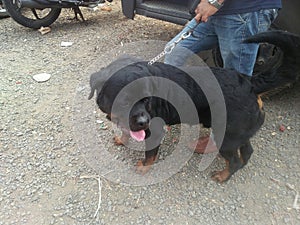 Roult viller male dog with black shiney hair