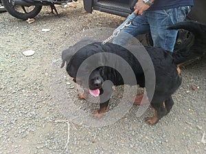 Roult viller male dog with black shiney hair photo
