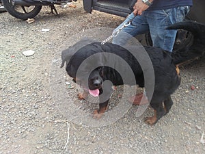 Roult viller male dog with black shiney hair photo