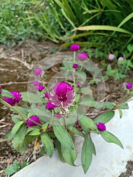 Roun lavender flower and the soil around