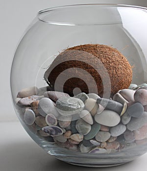 Round Aquarium With Colored Smooth Stones And Coconut With Whole Shell