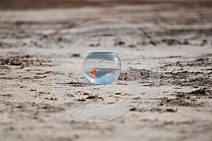 A round aquarium with a goldfish stands on the sand, a fish swims in the water, a beach with golden sand