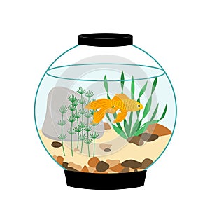 Round aquarium with goldfish with stones and algae. Flat, cartoon, vector