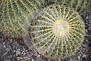Round Arizona golden barrel cactus in rocks