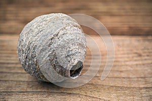 Round aspen nest