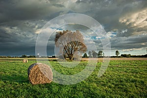 Round bale of hay lying in a meadow