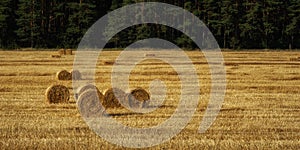 round bales of golden straw on a field with stubble after harvesting wheat in front of a green coniferous forest. summer photo