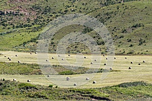Round bales of grass in a field near Clarens