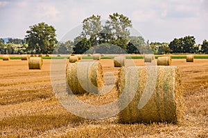 Round bales in a harvested field after hay harvest in summer
