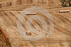 Round bales of hay in emilia romagna