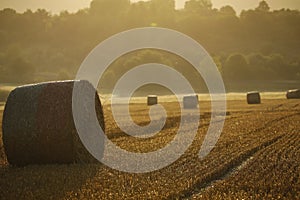 Round bales of hay in a field