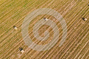 Round bales of hay in the field, forage harvesting for the winter, agricultural fields and their purpose