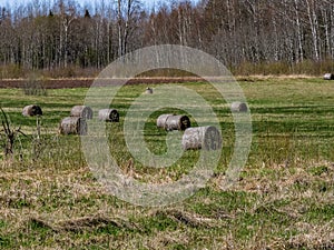 Round bales of hay freshly harvested in a field on a sunny blue sky day