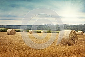 Round bales of straw