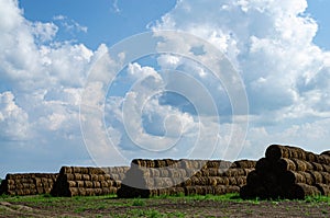 Round bales of straw on an agricultural field photo