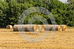 Round bales of straw in endless field after harvesting wheat. Blurred background. Selective focus. Close-up. Straw bales