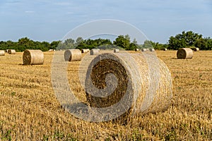 Round bales of straw in endless field after harvesting wheat. Blurred background. Selective focus. Close-up. Straw bales