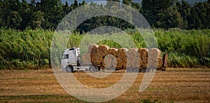 Round bales of straw in the field