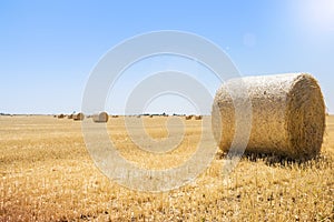 Round bales of straw at the field, harvest, ukraine