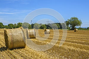 Round bales of straw