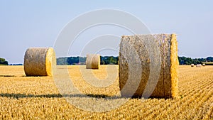 Round bales of straw scattered about in a field of wheat at sunset