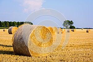 Round bales of straw scattered about in a field of wheat at sunset