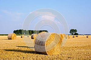 Round bales of straw scattered about in a field of wheat at sunset