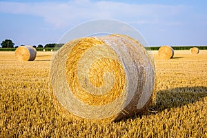 Round bales of straw scattered about in a field of wheat at sunset