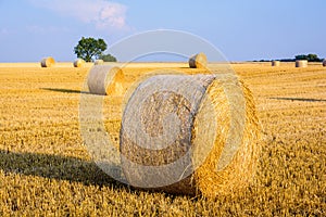 Round bales of straw scattered about in a field of wheat at sunset