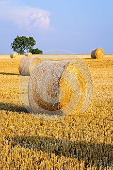 Round bales of straw scattered about in a field of wheat at sunset