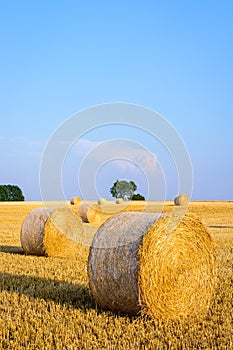 Round bales of straw scattered about in a field of wheat at sunset