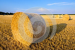 Round bales of straw scattered about in a field of wheat at sunset