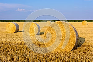 Round bales of straw scattered about in a field of wheat at sunset