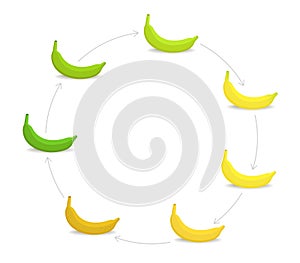 Round banana ripeness stages chart. Circular colour gradation set plant. Ripening plantains. From green to yellow and brown.