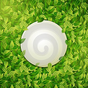 Round banner on green leaves background, vector illustration