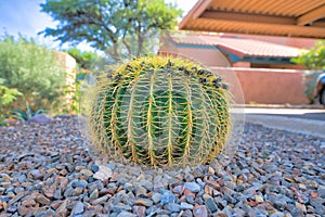 Round barrel cactus on a gravel outside the residences in Tucson, Arizona