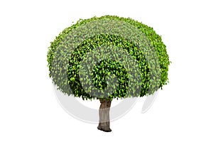 Round benjamin ficus tree isolated