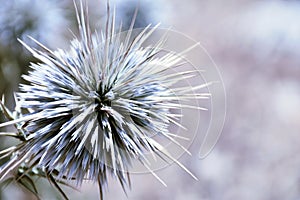 Round blossom with long spikes
