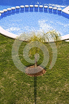 Round blue swimming pool palm tree garden