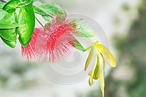 Round Bottle Brush Flowers Calliandra haematocephala