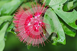 Round Bottle Brush Flowers Calliandra haematocephala