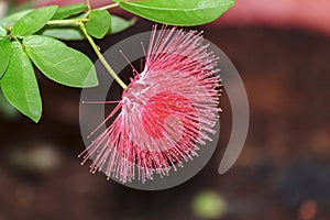 Round Bottle Brush Flowers Calliandra haematocephala