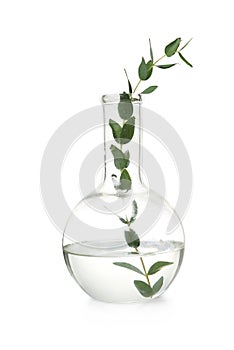 Round bottomed flask with plant on background