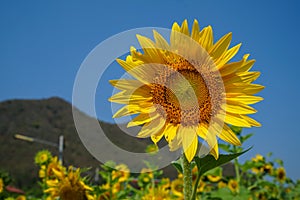 Round bright beautiful yellow fresh sunflower showing pollen pattern and soft petal with blurred field, mountain and blue sky