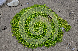 Round bright green bush of grass on sandy ground