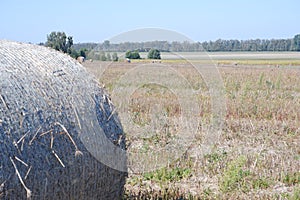 Round briquette of hay on a field after harvesting.