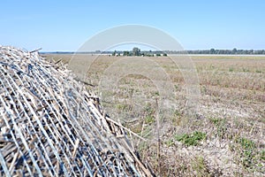 Round briquette of hay on a field after harvesting.