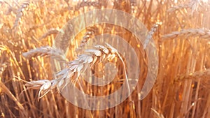 Round bundles of dry grass in the field.