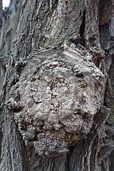 Round burl on bark of black locust